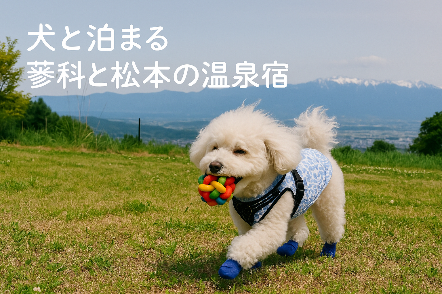 広々としたドッグランで遊ぶ白いトイプードルの姿と遠くに望む山並み