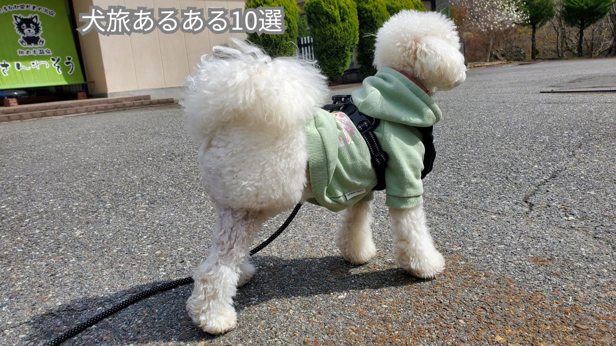 犬連れ温泉旅を楽しむ白いトイプードル