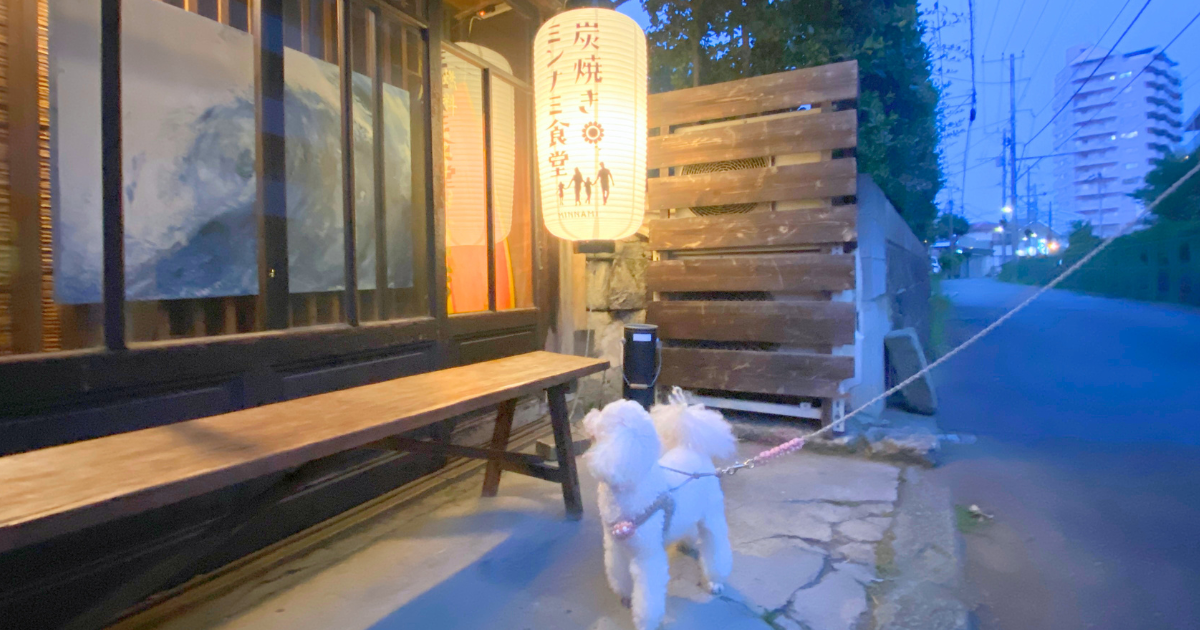 湘南の犬連れランチにおすすめの炭焼きミンナミ食堂とトイプードル